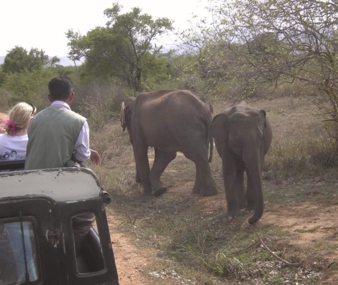 Srilanka safari