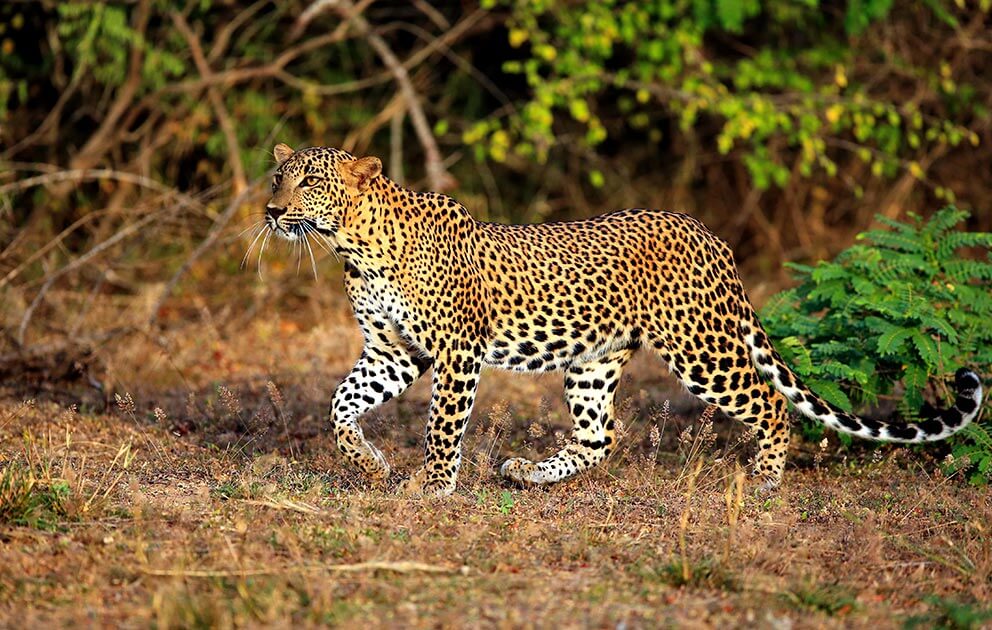 Yala National Park